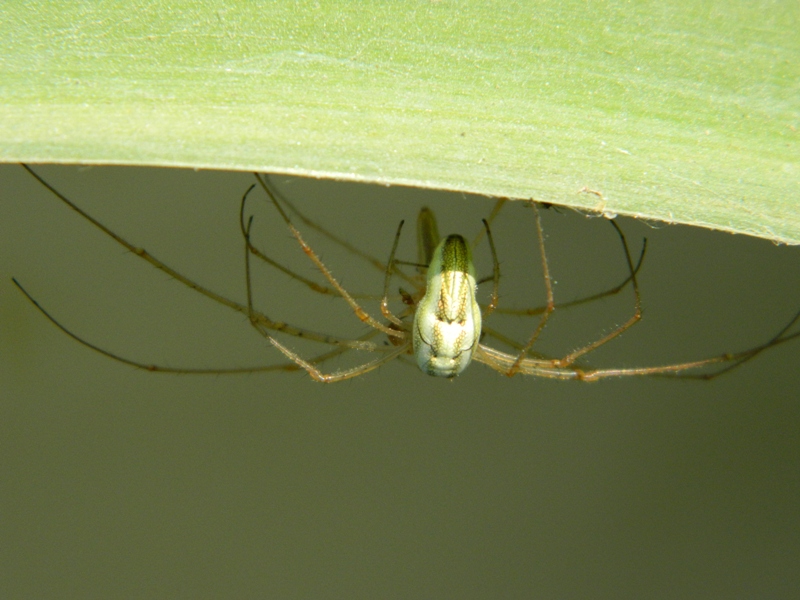 Accoppiamanto Tetragnatha sp.- Viadana (MN)